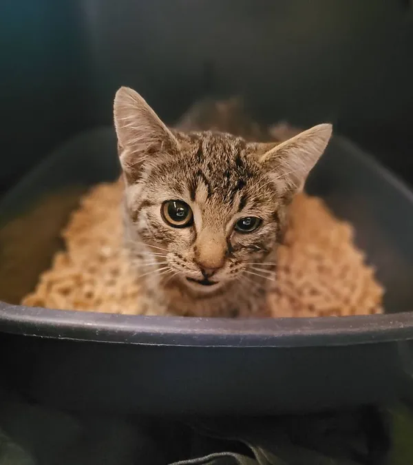 Znaleziono kota, Łódź, 14 lipca 2024 (3/3)