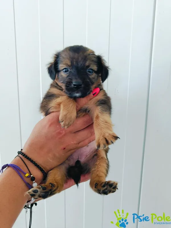 Pies do adopcji, Racławice, 11 lipca 2024 (2/2)