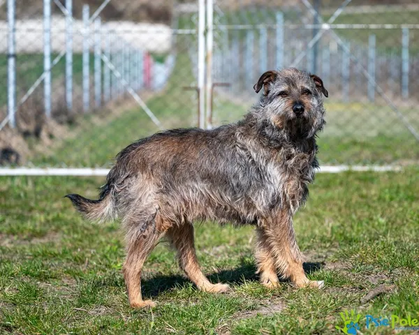 Pies do adopcji, Racławice, 12 lipca 2024 (4/5)