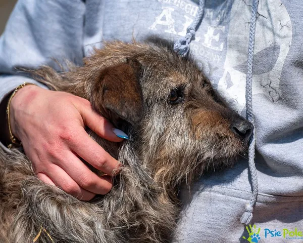 Pies do adopcji, Racławice, 12 lipca 2024 (5/5)