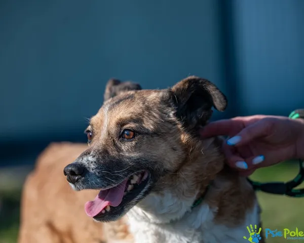 Pies do adopcji, Racławice, 12 lipca 2024 (1/5)