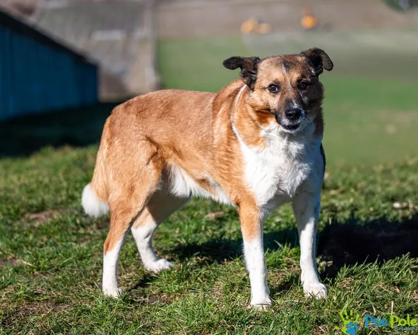 Pies do adopcji, Racławice, 12 lipca 2024 (2/5)