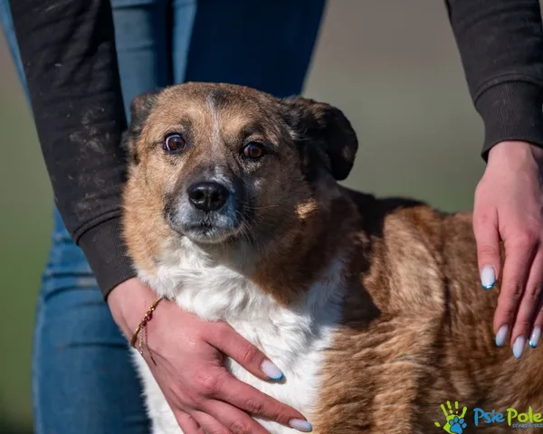 Pies do adopcji, Racławice, 12 lipca 2024 (5/5)