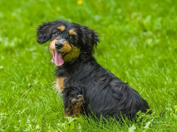 Pies do adopcji, Sopot, 15 lipca 2024 (1/5)