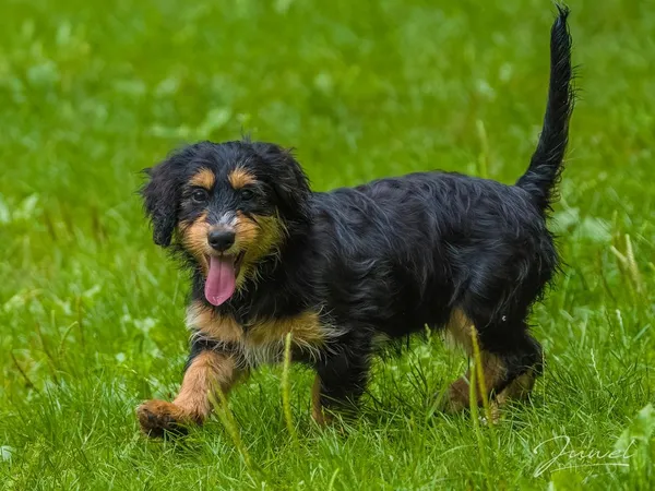 Pies do adopcji, Sopot, 15 lipca 2024 (2/5)