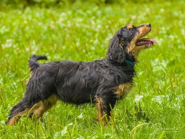 Pies do adopcji, Sopot, 15 lipca 2024 (4/5)