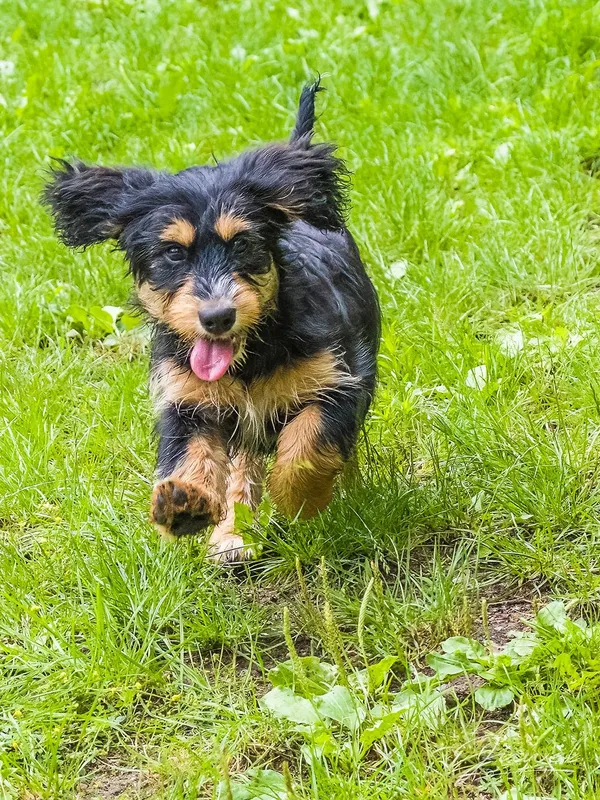 Pies do adopcji, Sopot, 15 lipca 2024 (5/5)