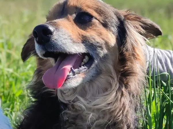 Pies do adopcji, Pawłowo, 17 maja 2024 (1/3)