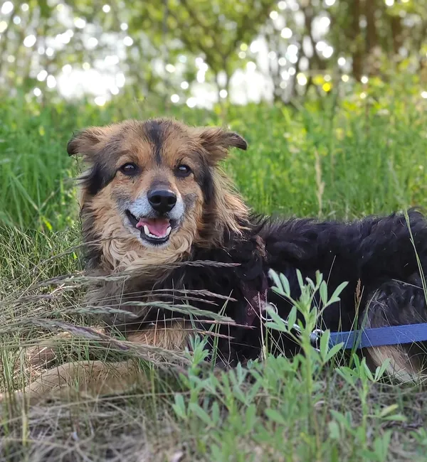 Pies do adopcji, Pawłowo, 17 maja 2024 (2/3)