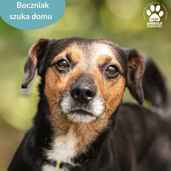 Pies do adopcji, Dąbrówka, 15 lipca 2024 (1/5)