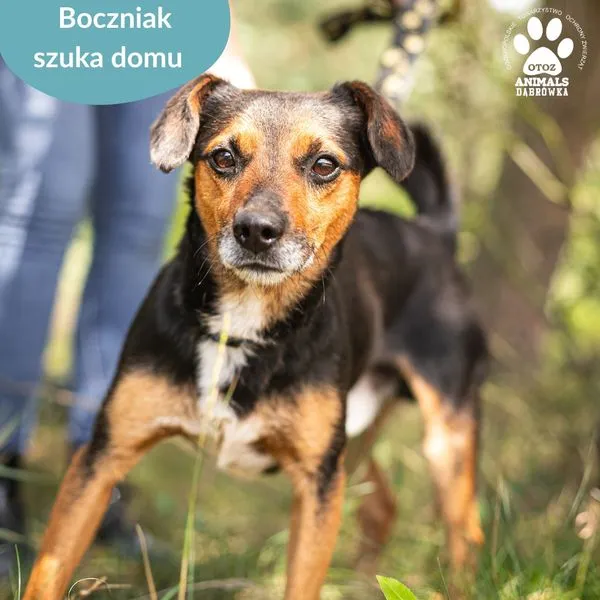 Pies do adopcji, Dąbrówka, 15 lipca 2024 (3/5)