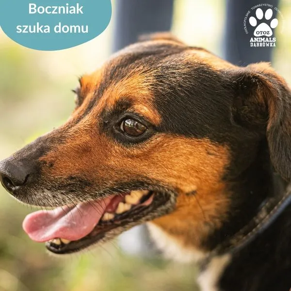 Pies do adopcji, Dąbrówka, 15 lipca 2024 (4/5)