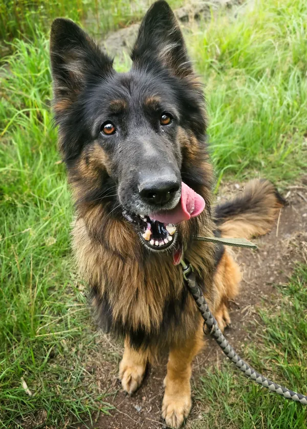 Pies do adopcji, Sosnowice, 29 czerwca 2024 (2/5)