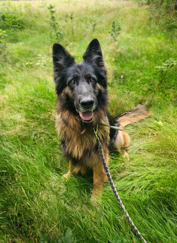 Pies do adopcji, Sosnowice, 29 czerwca 2024 (3/5)