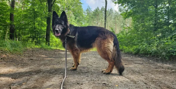 Pies do adopcji, Sosnowice, 29 czerwca 2024 (5/5)