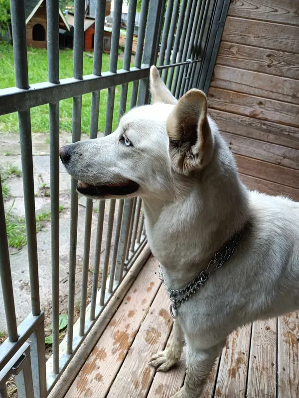 Pies do adopcji, Orzechowce, 13 lipca 2024 (3/5)