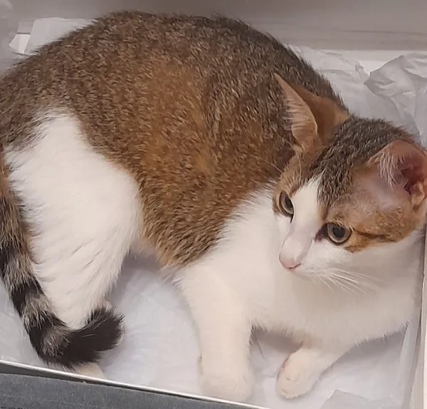 Znaleziono kota, Łódź, 16 lipca 2024