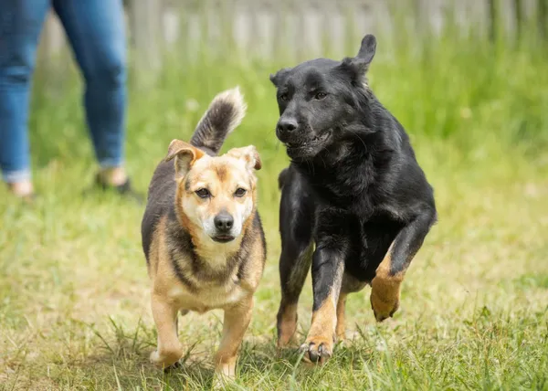 Pies do adopcji, Bełchatów, 20 lutego 2024 (3/5)
