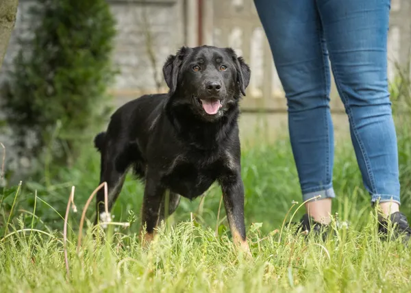 Pies do adopcji, Bełchatów, 20 lutego 2024 (5/5)