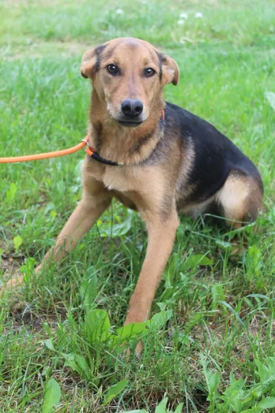 Pies do adopcji, Bełchatów, 16 października 2023 (2/5)