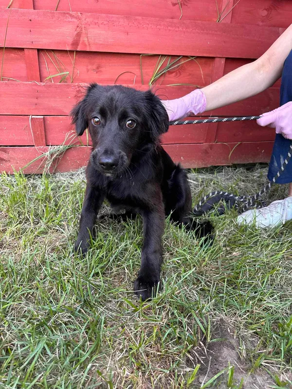 Znaleziono psa, Czartki, 15 lipca 2024