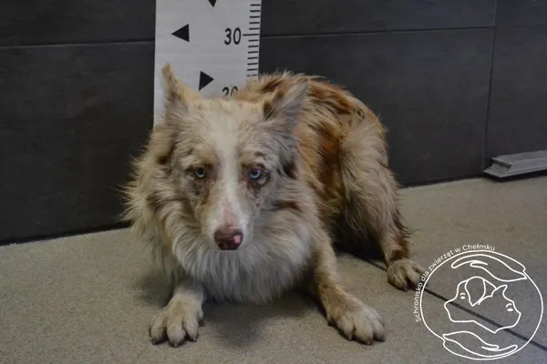 Znaleziono psa, Chełmek, 14 lipca 2024