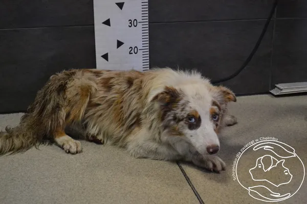 Znaleziono psa, Chełmek, 14 lipca 2024