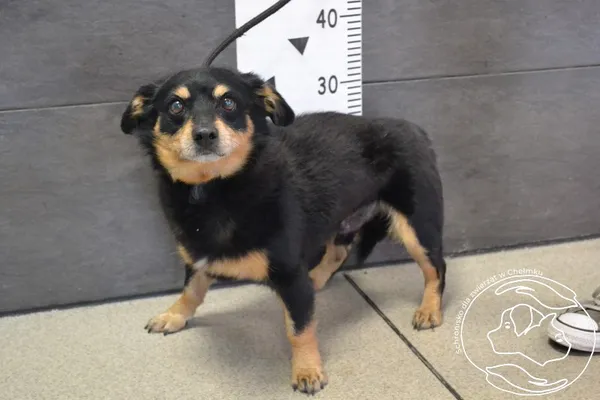 Znaleziono psa, Chełmek, 14 lipca 2024