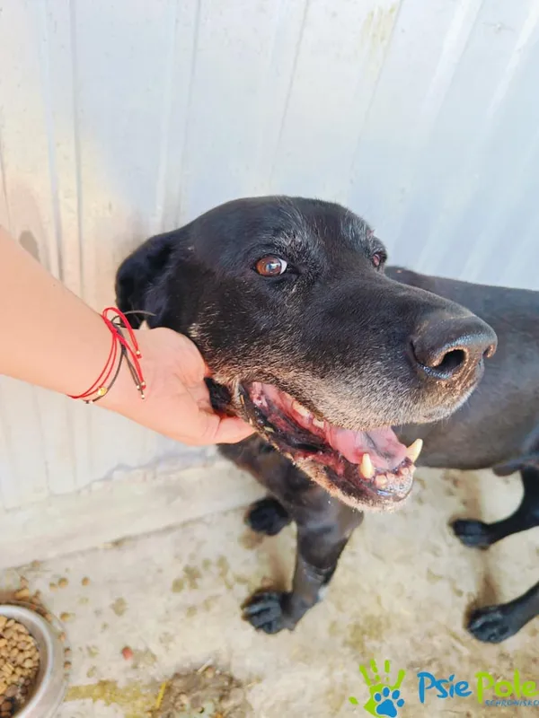 Znaleziono psa, Racławice, 13 lipca 2024 (1/3)