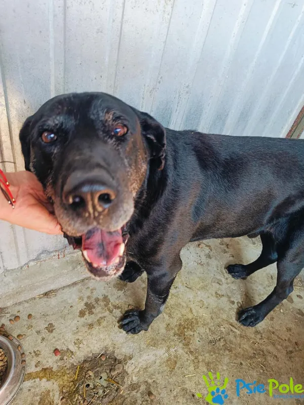 Znaleziono psa, Racławice, 13 lipca 2024 (2/3)