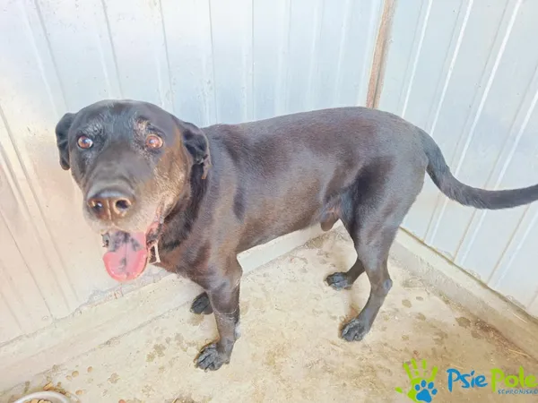 Znaleziono psa, Racławice, 13 lipca 2024 (3/3)