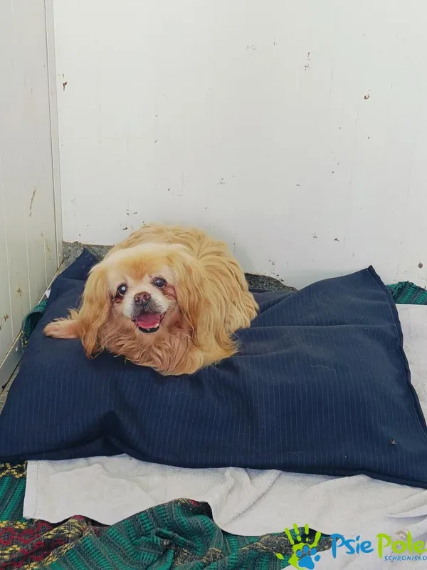 Znaleziono psa, Racławice, 12 lipca 2024