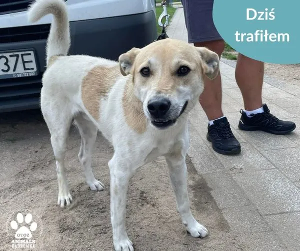 Znaleziono psa, Dąbrówka, 15 lipca 2024 (1/2)