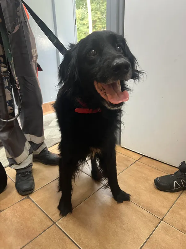 Znaleziono psa, Sosnowiec, 12 lipca 2024