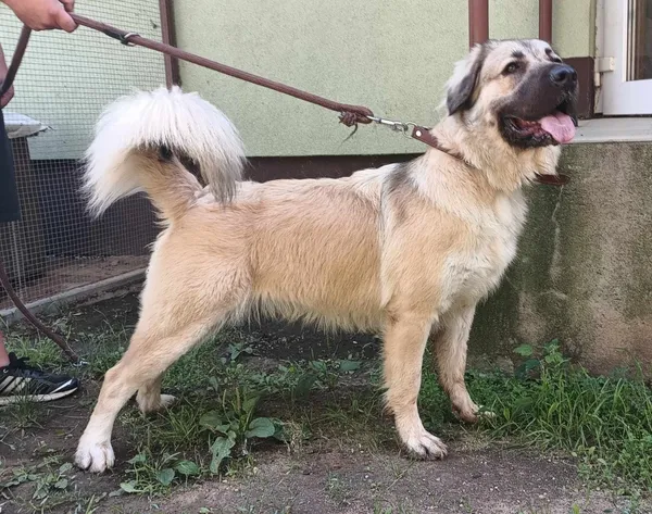 Znaleziono psa, Pieckowo, 15 lipca 2024 (1/2)