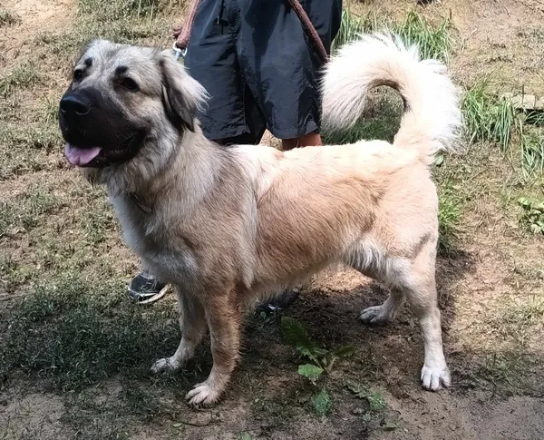 Znaleziono psa, Pieckowo, 15 lipca 2024 (2/2)