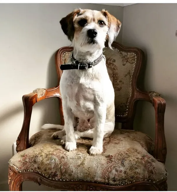 Zaginął pies, Łódź, 15 lipca 2024