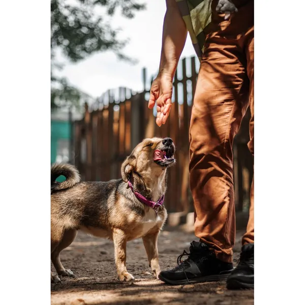 Znaleziono psa, Białystok, 28 czerwca 2024 (3/4)