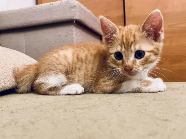 Znaleziono kota, Toruń, 1 lipca 2024