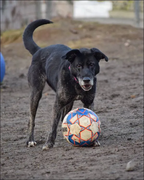 Znaleziono psa, Grudziądz, 2 lipca 2018
