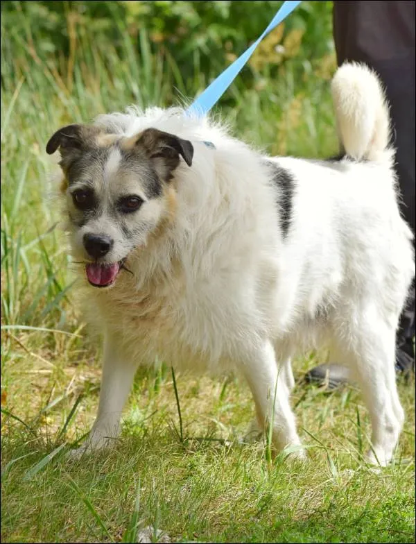 Znaleziono psa, Grudziądz, 2 lipca 2018