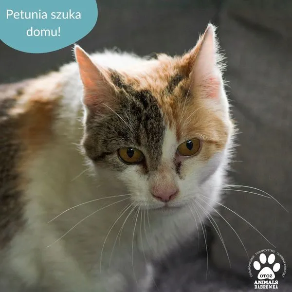 Kot do adopcji, Dąbrówka, 16 lipca 2024 (1/5)