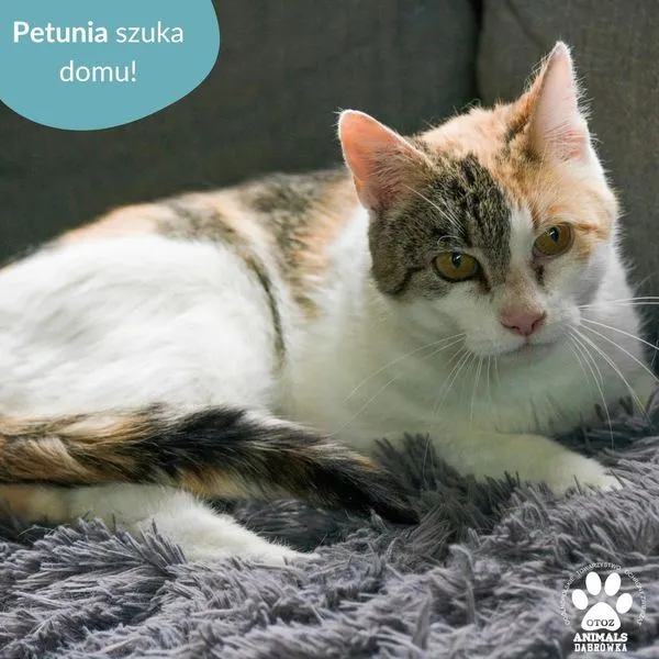 Kot do adopcji, Dąbrówka, 16 lipca 2024 (2/5)