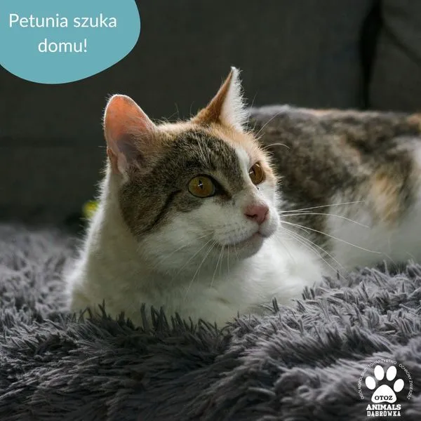 Kot do adopcji, Dąbrówka, 16 lipca 2024 (3/5)