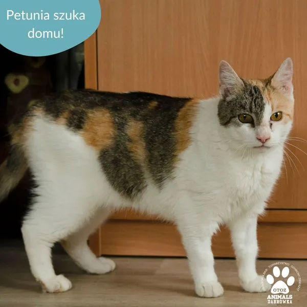 Kot do adopcji, Dąbrówka, 16 lipca 2024 (4/5)