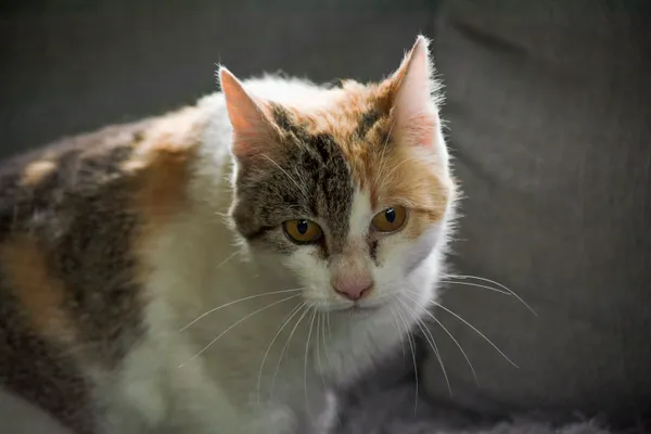 Kot do adopcji, Dąbrówka, 16 lipca 2024 (5/5)