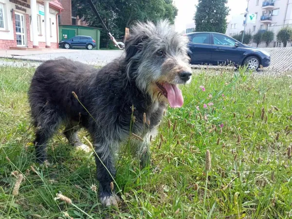 Pies do adopcji, Ropczyce, 16 lipca 2024