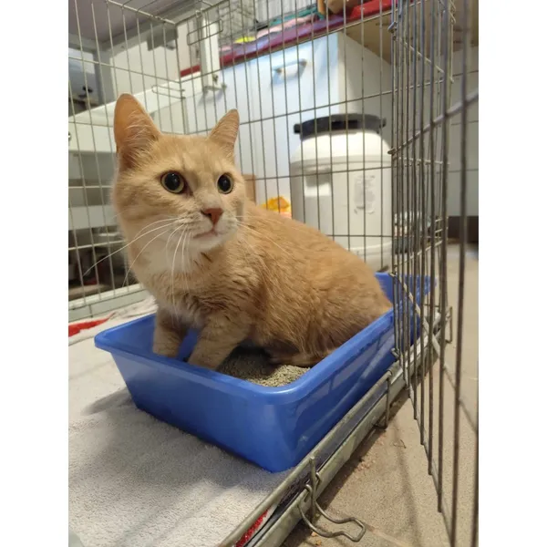 Znaleziono kota, Białystok, 15 lipca 2024