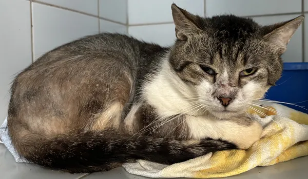 Znaleziono kota, Lublin, 25 lipca 2025