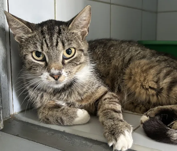 Znaleziono kota, Lublin, 14 lipca 2024